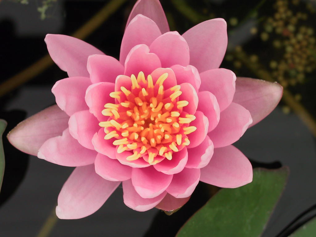 Nymphaea Nigel 2.jpg